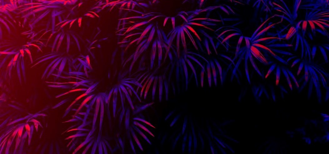 In pinken und lila Neonfarben auf schwarzem HIntergrund sind Farne zu sehen.